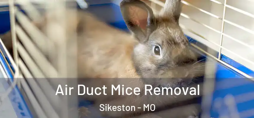  Air Duct Mice Removal Sikeston - MO